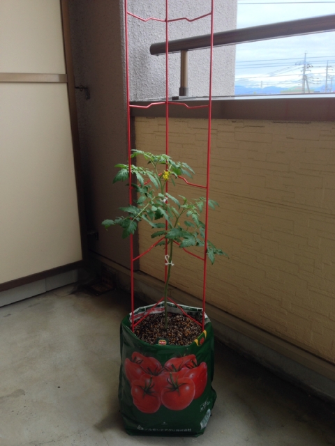 tomato20150609.jpg